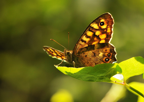 Beautiful amber butterfly of Turkey, in sunlight