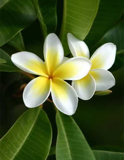 Tropical frangipani flower in gardens on Villa Paramelle, Kalkan