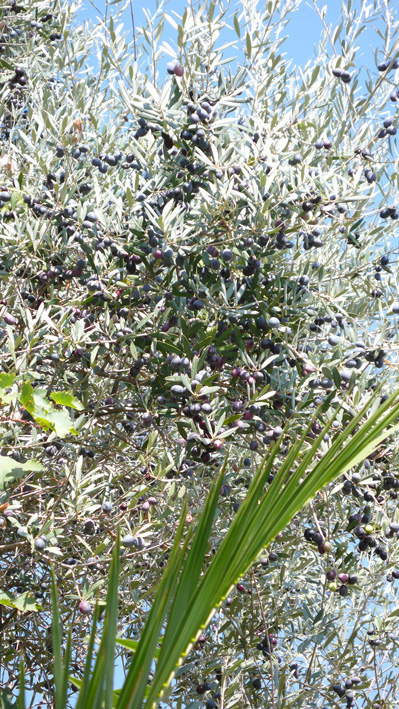 Olive tree in garden of villa, Kalkan