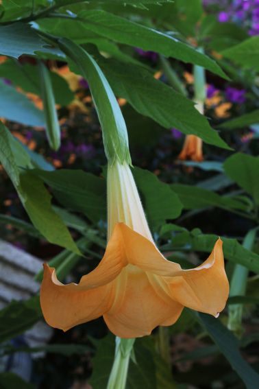 Ginger flower at Kas