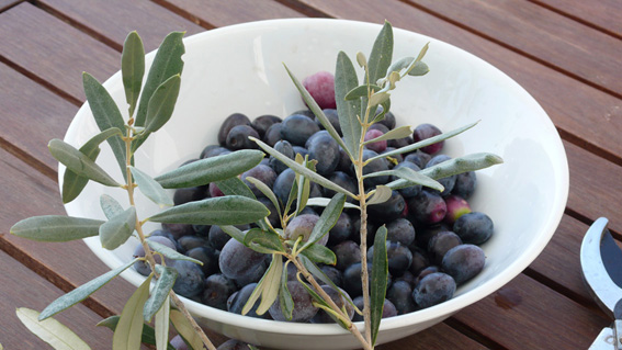 Olive trees grow in our landscaped gardens
