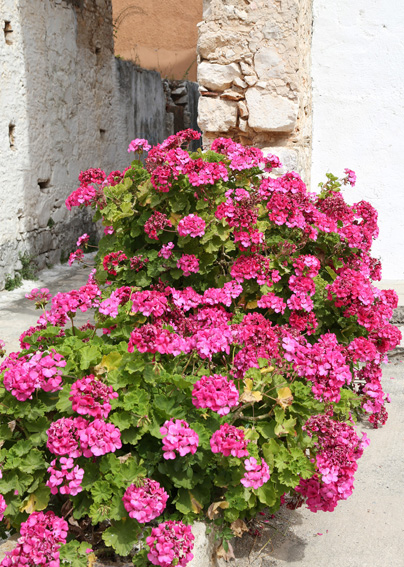 Brightly coloured geraniums growing on Meis island