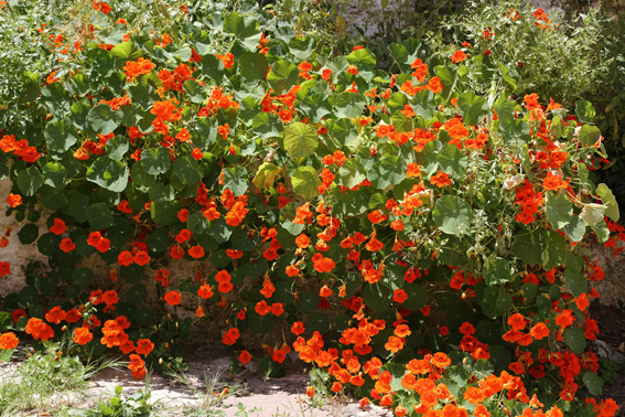 Orange nasteriums in Meis street