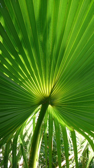 Palms in private gardens in holiday villa in Kalkan Turkey