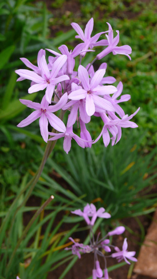 Flowers in private garden of holiday villa rental in Kalkan Turkey
