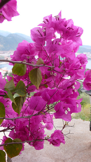 Bougainvillia in garden of private villa in Kalkan Turkey