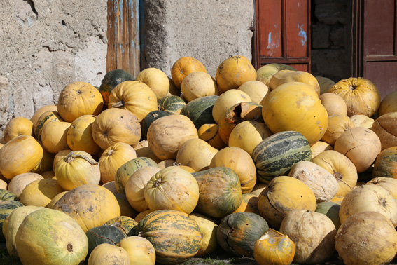 Pumpkins in the sun, grown for their seeds in Turkey