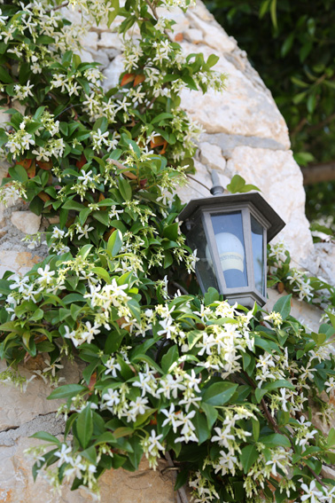 Flowers in Kalkan