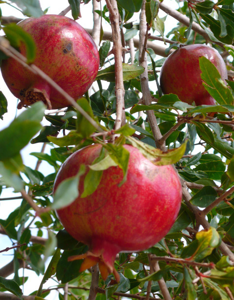 Fresh Turkish pomegranates in garden of Kalkan villa rental