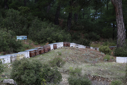Bee hives along the Lycian Way