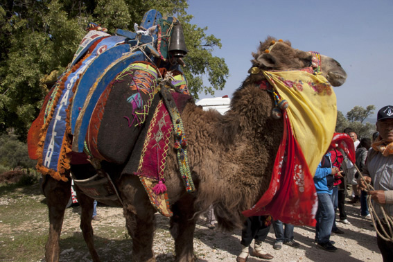 Colourful camel on walk from Kalkan to Patara